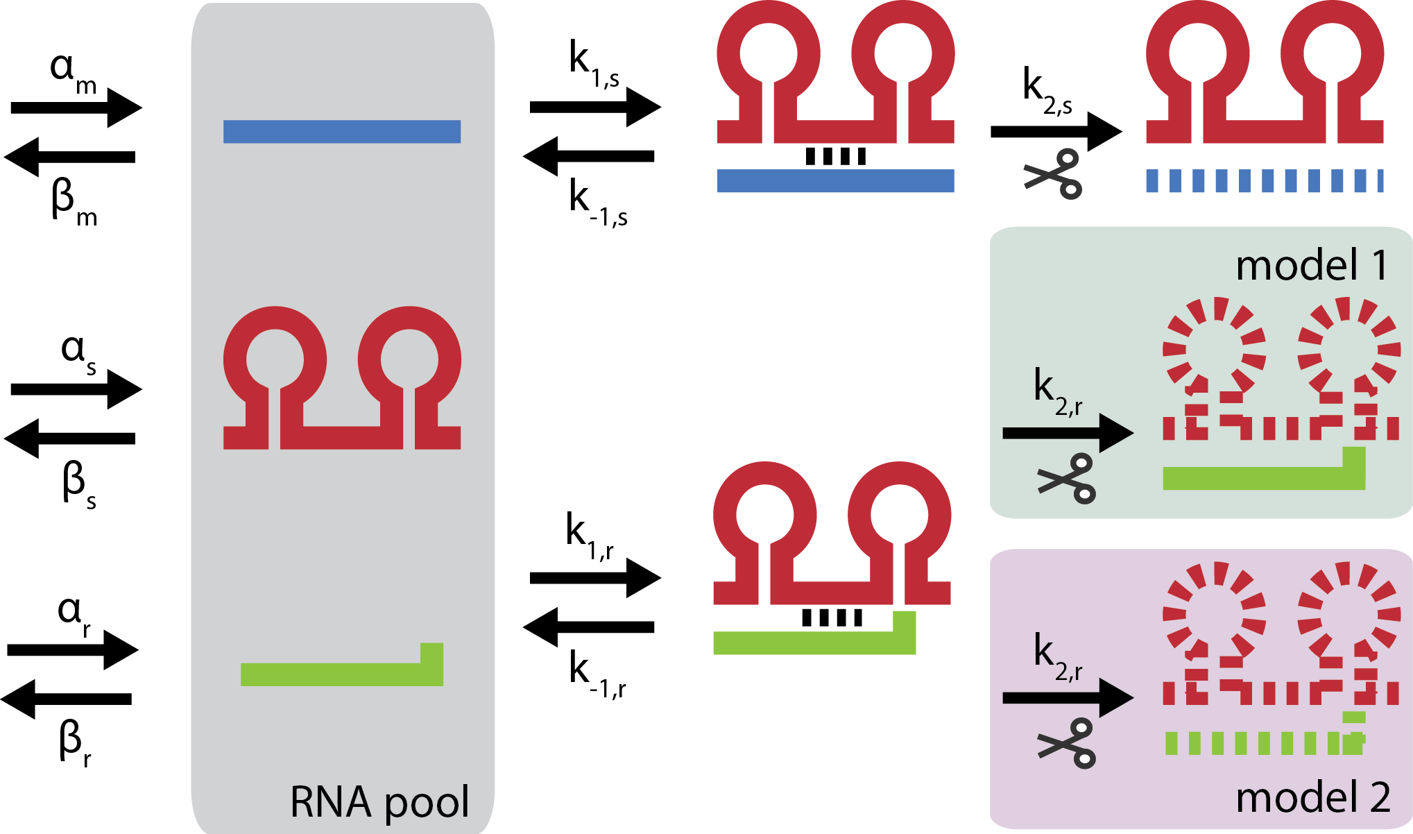 Overview of kinetic model indicating the catalytic or stoichiometric difference between model 1 and model 2. Blue is target mRNA, red is small RNA and green is trap-RNA