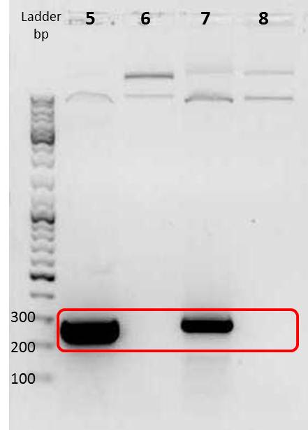 UP AG EPPCR mdnA sample5to8 labeled 2011-06-21 16- 11.jpg