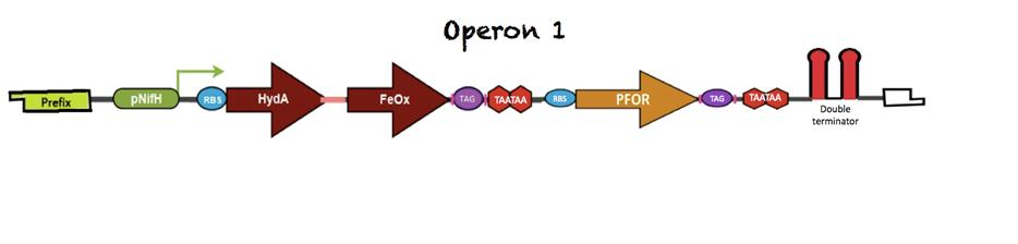Operon1