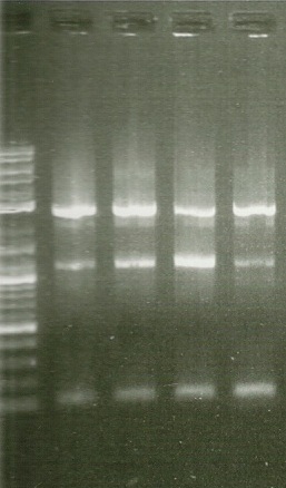 1st PCR R1 edited.jpg