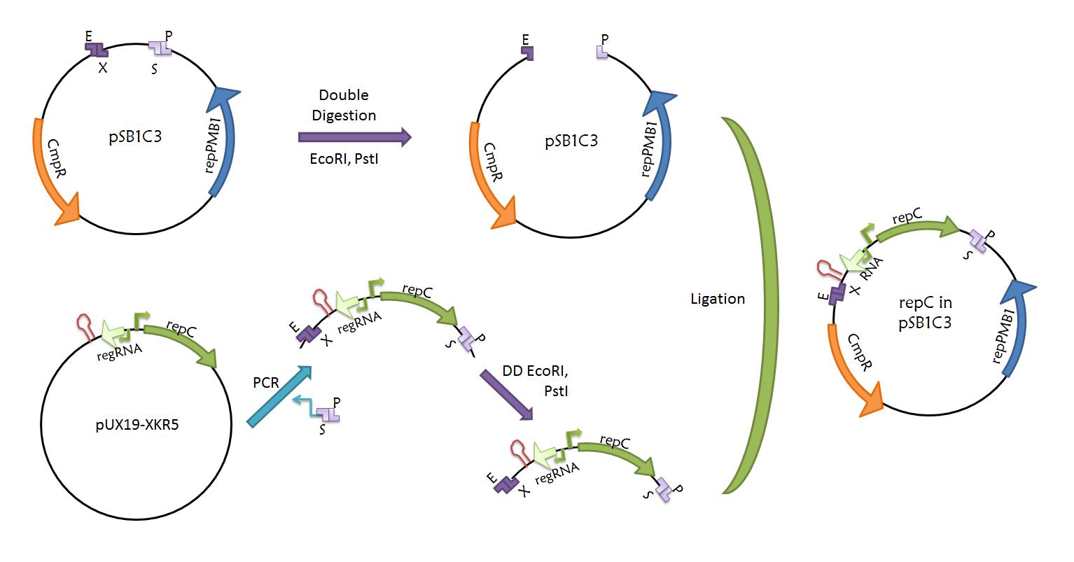 repC-ctRNA as a part