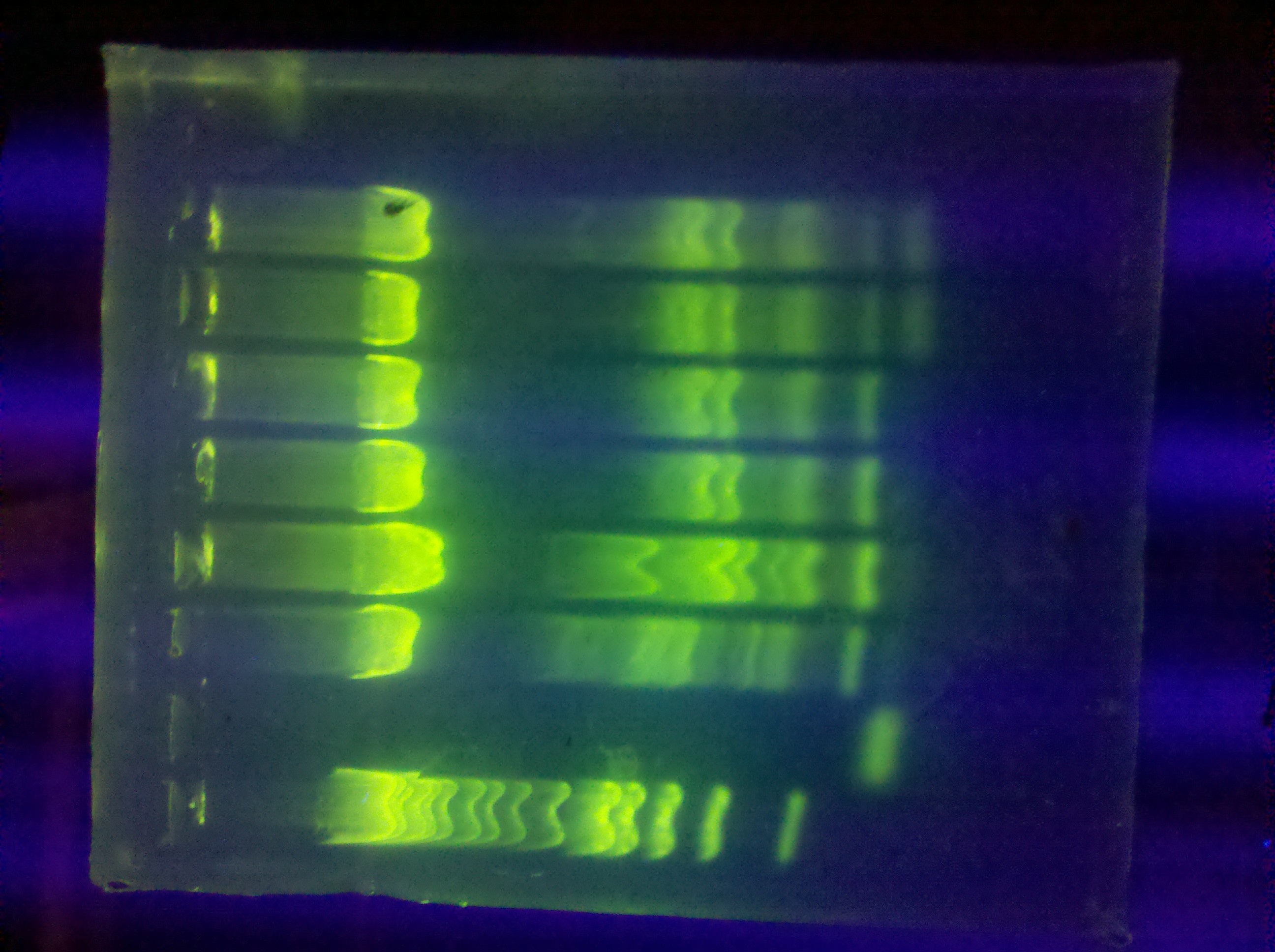 ASU PCR gel 629.jpg