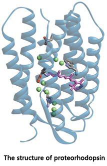 Proteorhodopsin.jpg