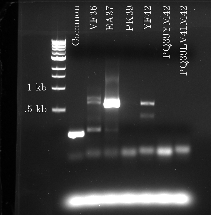2011-07-12 PCR variants.jpg