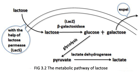 The metabolic pathway of lactose.jpg