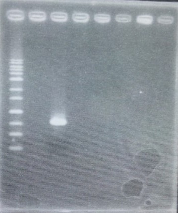 2011.09.25 GFP-PCR.JPG
