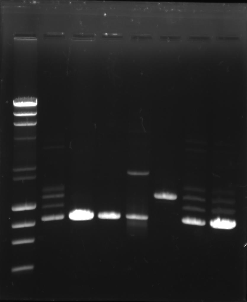 20110614 PCR135.jpg
