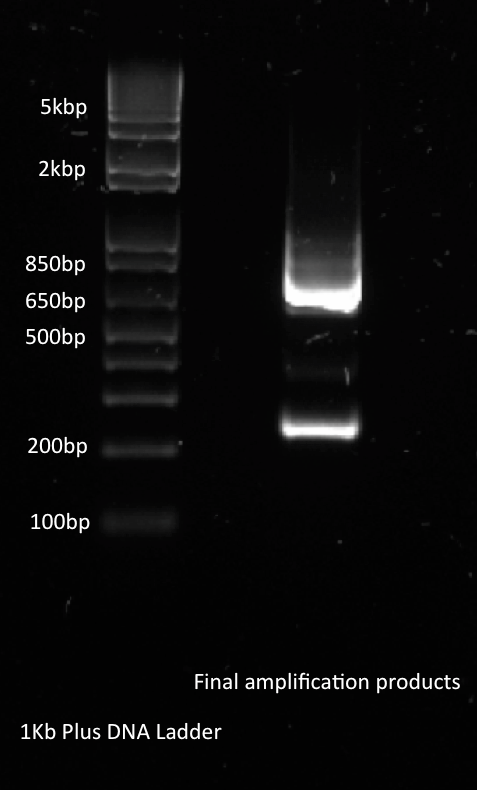 Gel after PCR amplification of linear template His-tetR‎