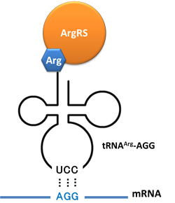 Over express tRNAArg-AGG in order to get translation of target gene through
