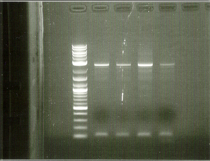 1st PCR R2.jpg