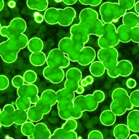Algae under microscope .jpg
