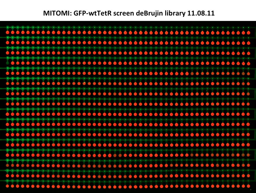 EPFL2011 MITOMI deBrujin GFPwtTetR 110811 .png
