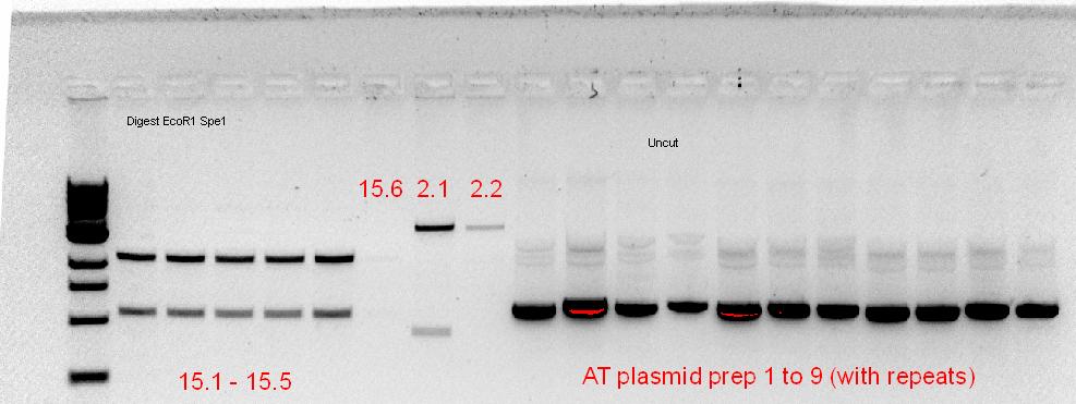 29-9-11 digest and AT plasmid prep.jpg