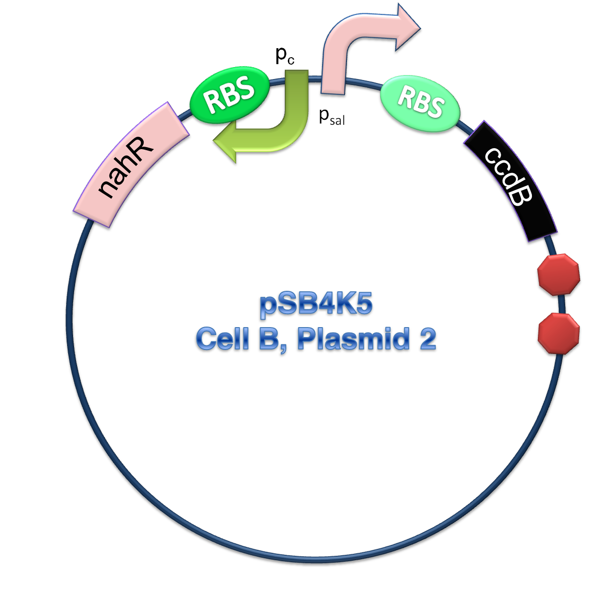 Cell B plasmid 2.png