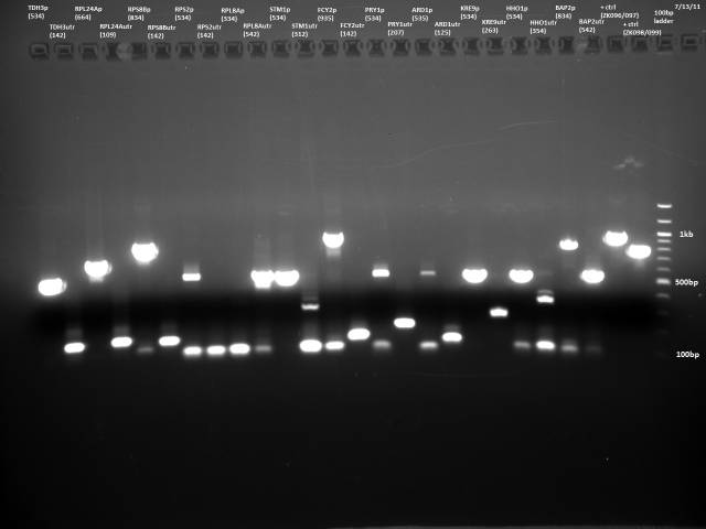PCR purified Promoter/UTR 7/13/11