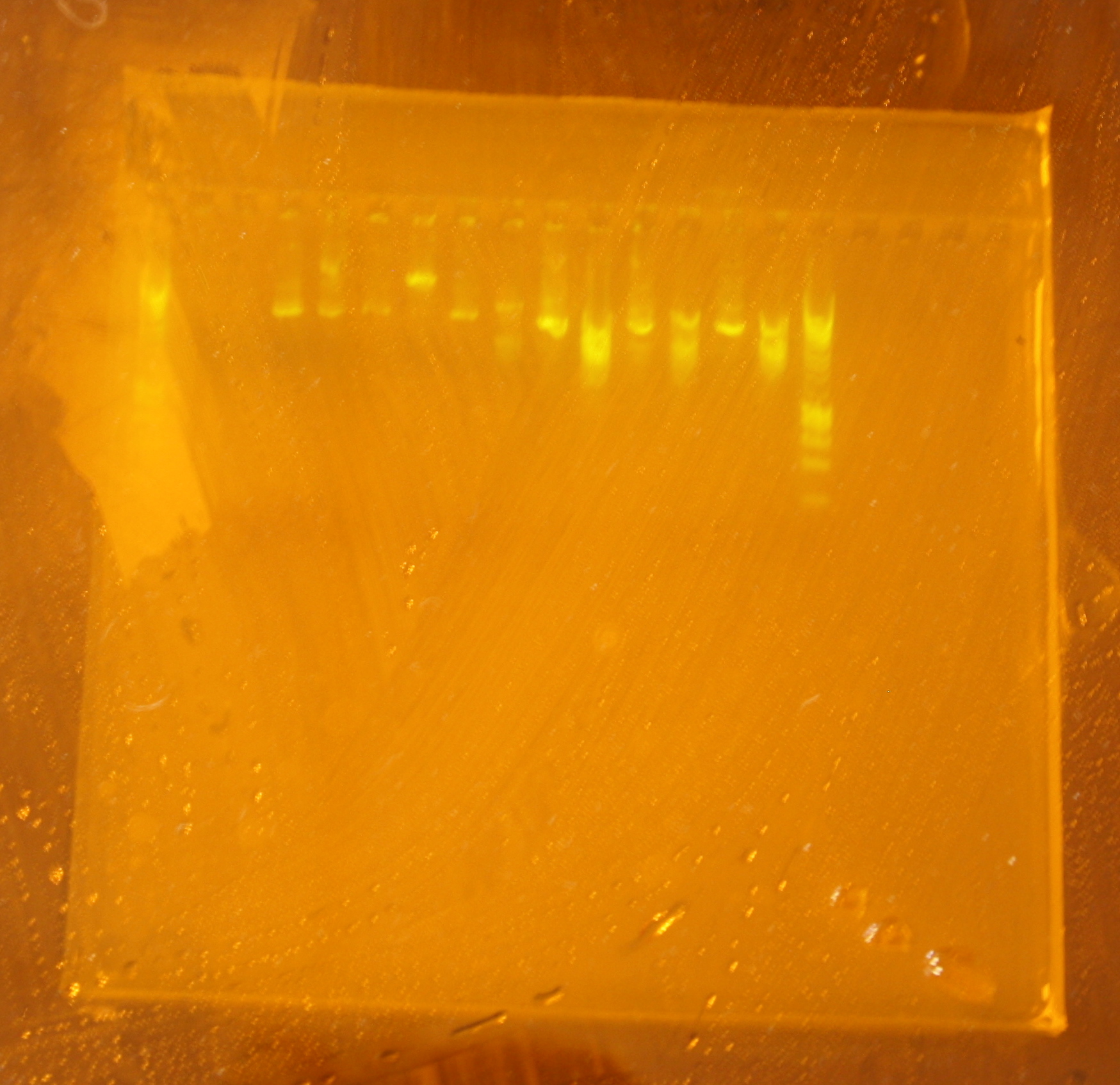 picture of an agarose gel with products of restriction enzyme digestion