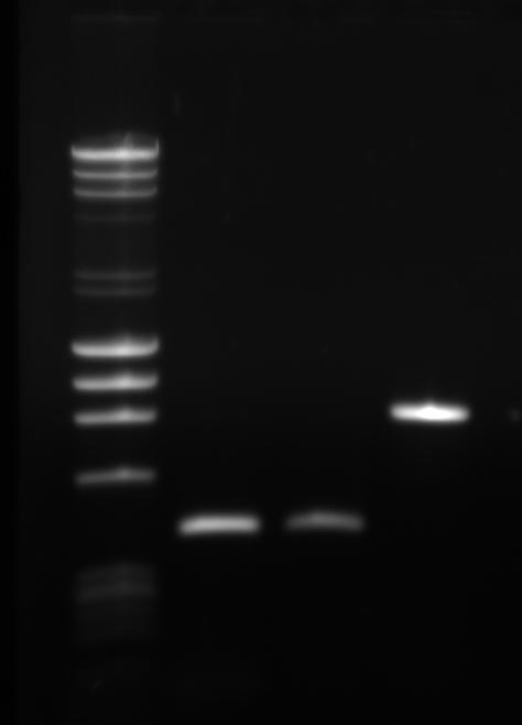 20110606 PCRproduct.jpg