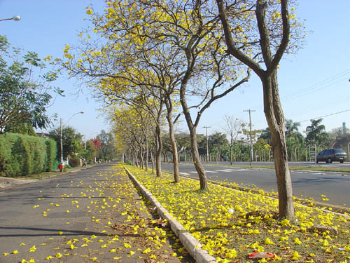 Row of yellow tabebuia trees in one of Barão Geraldo's avenues
