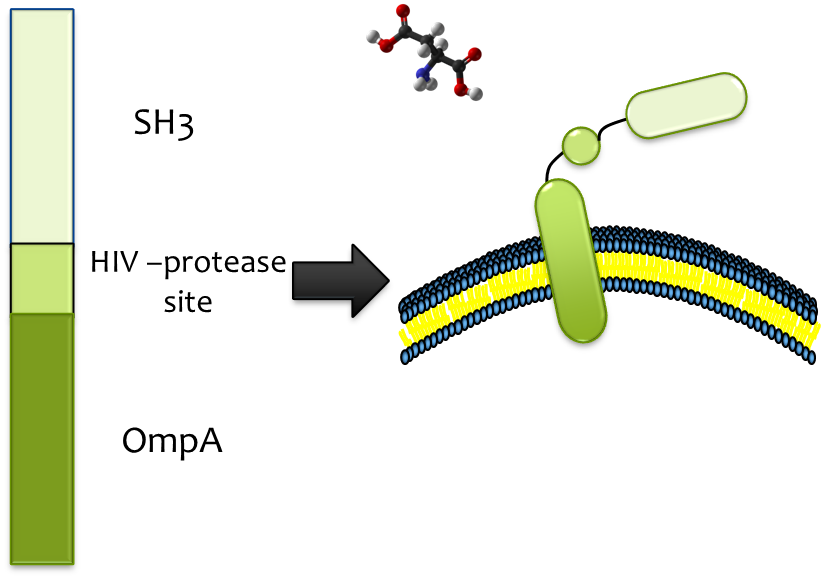 SH3-HIV protease site-OmpA.png