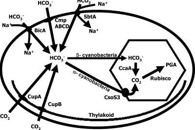 Carboxysome pathway.jpg
