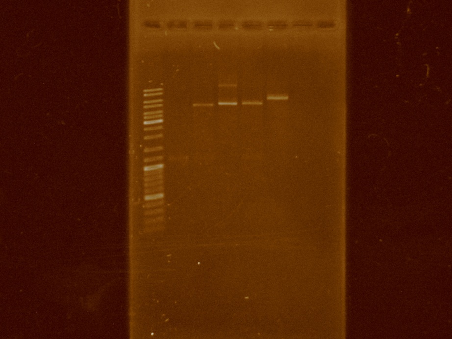 Electrophoresis gel showing clean digestions. Lanes: 1.Ladder 10kb. 2.Digested PCR product (prefix-RFP-suffix) by apaI and sacI. 3.Digested pBBR1MCS-5 by by apaI and sacI. 4.pBBR1MCS-5. 5.Digested pBBR1MCS-5 by by apaI. 6.Digested pBBR1MCS-5 by by sacI.