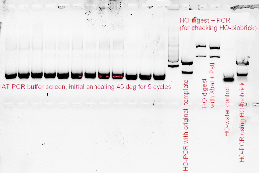Cbm330 2011-09-27 AT PCR buffer screen with HO digest.JPEG