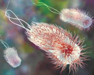 E. coli flagella.jpg