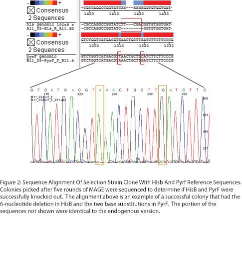 Figure 2: Sequence Alignment of Selection Strain Clone with HisB and PyrF Reference Sequences