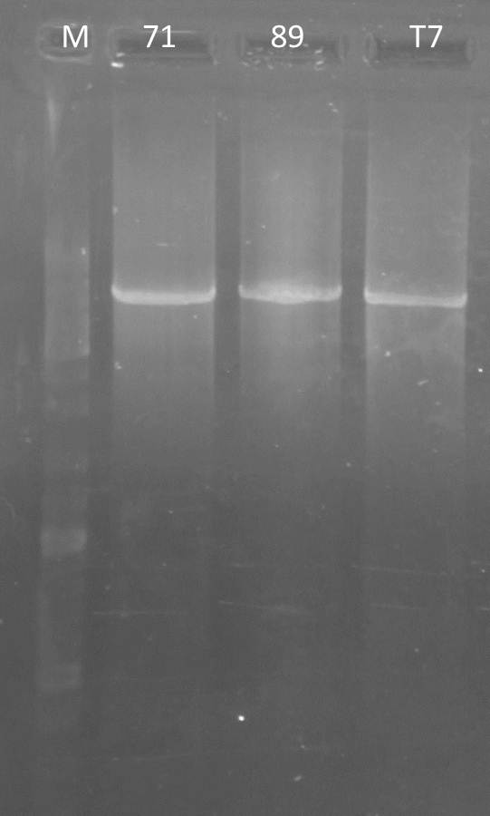UP AG PCR71 T7 89 2011-09-06.jpg