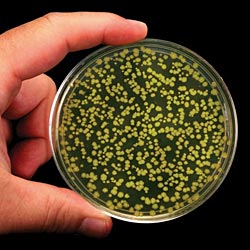 Bacteria Plate.jpg