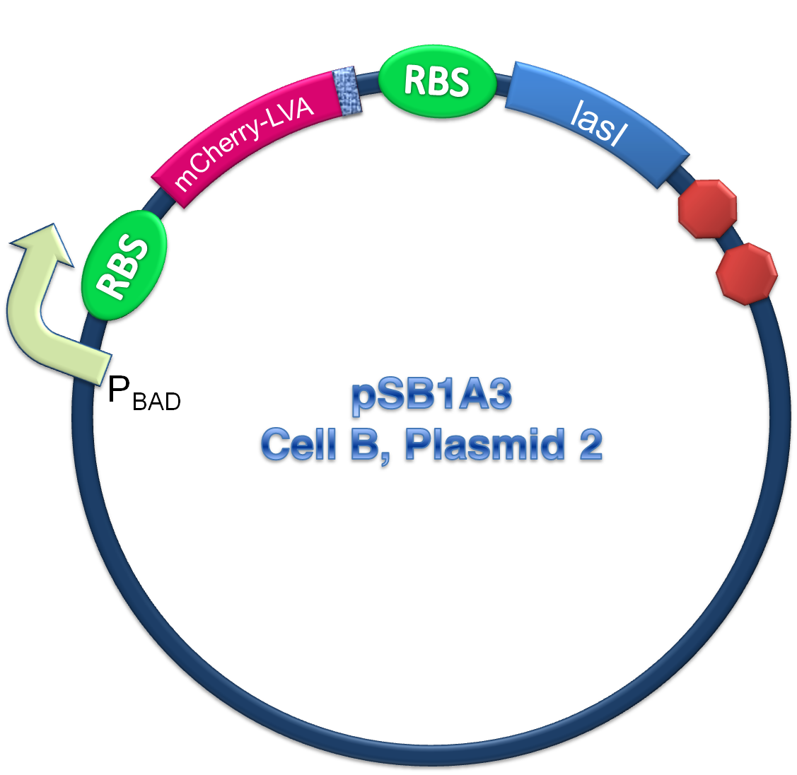 Cell B plasmid 1.png