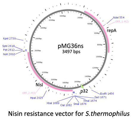 Nisin resistance vector for S.thermophilus.jpg