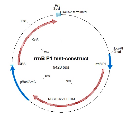 Figure 1: Plasmid map of the rrnB P1 test-construct. Note the PstI site in RelA.