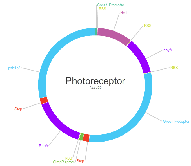 Photoreceptorplasmid.jpg