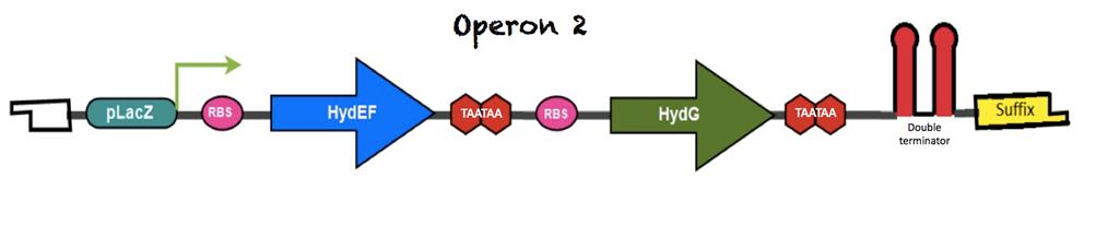 Operon2
