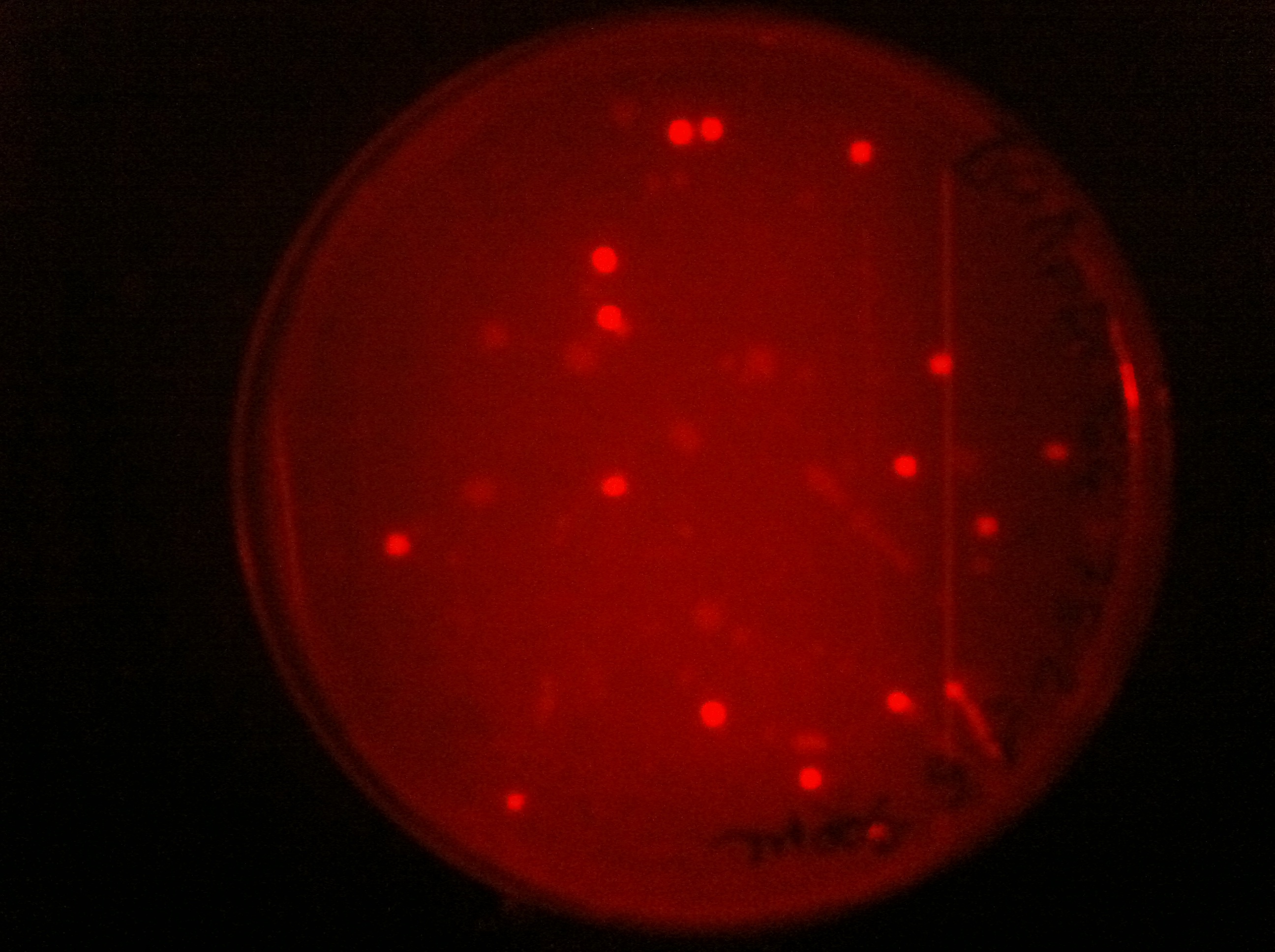 pDG364 with RFP cassette in E.coli