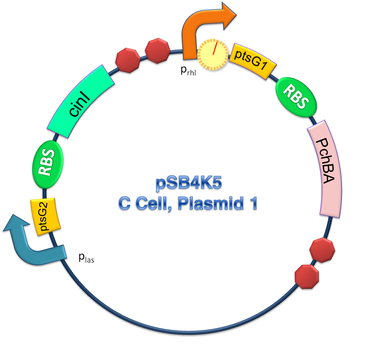 Cell C Plasmid 1.png