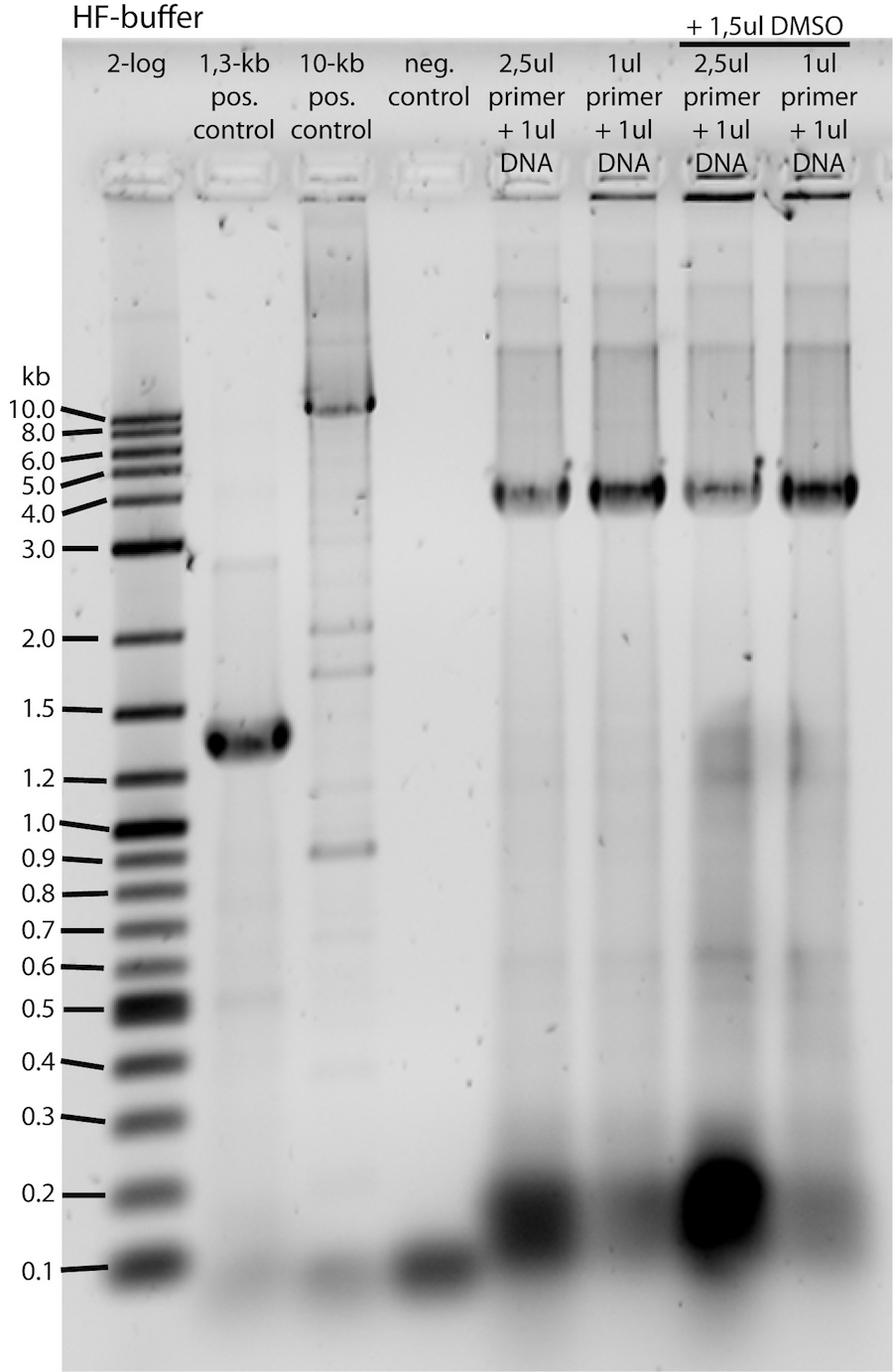 060711-PCR-Testgel-HF-invers-beschriftet.jpg