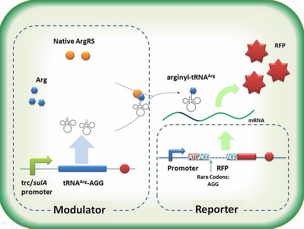 tRNA Modulator+ RFP