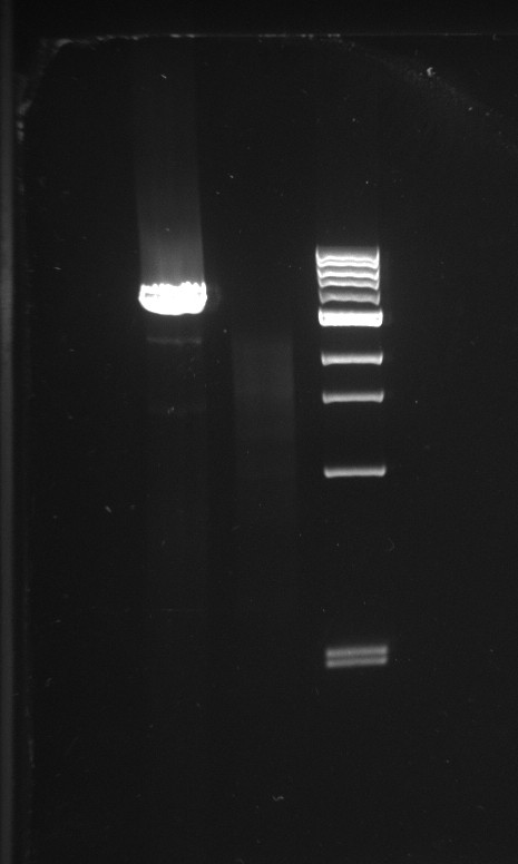 EPFL2011 pSB3K1 PCR 260711.jpg