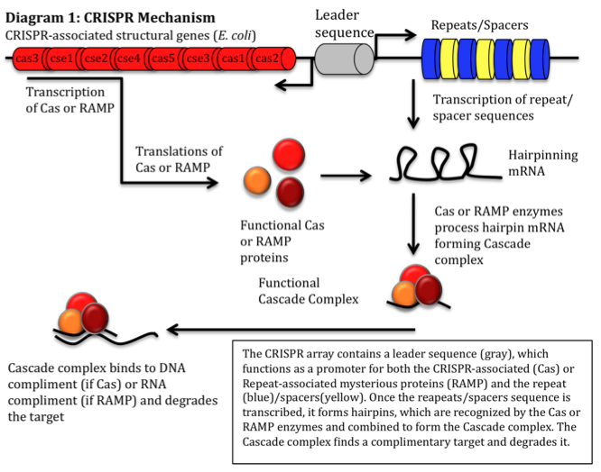 CRISPR mechanism.png