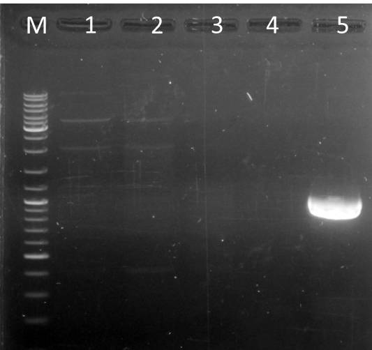 UP AG PCR mdnABCDE mdnB Nic Jes 2011-09-06.jpg