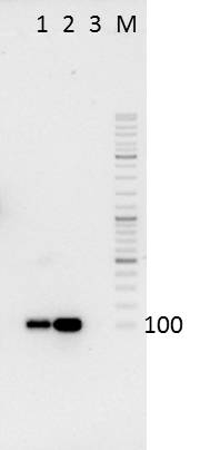 UP AG PCR BBa 2011-08-03 JE.jpg