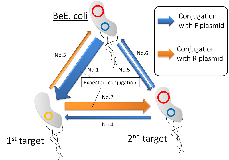 Fig8.Design image.