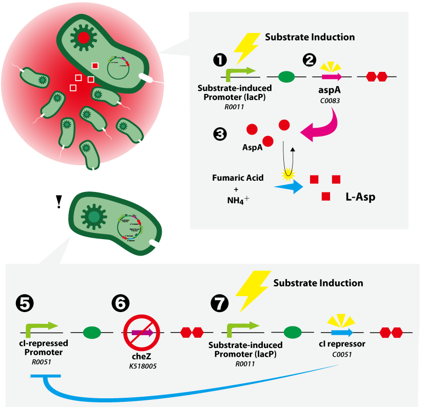 Figure 1. SMART E. coli
