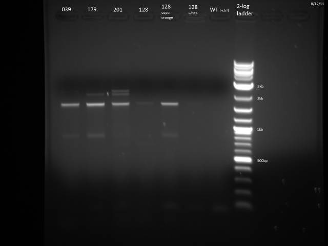 ß-Carotene yeast common promoter/UTR PCR