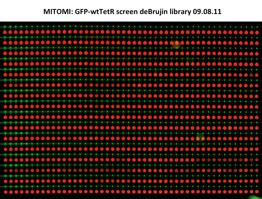 EPFL2011 MITOMI deBrujin GFPwtTetR 090811.png
