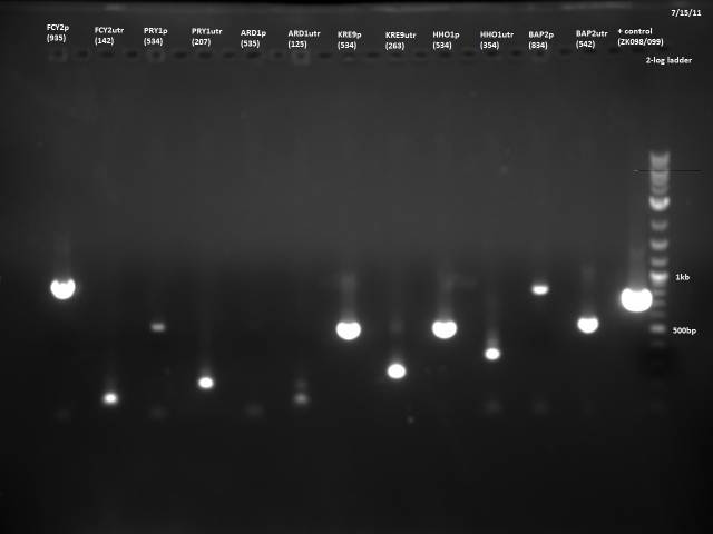 Promoter/UTR gDNA PCR 2 gel 2 7/15/11