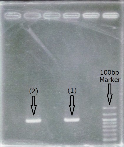 2011.9.13実験MLF-PCRチェック.JPG