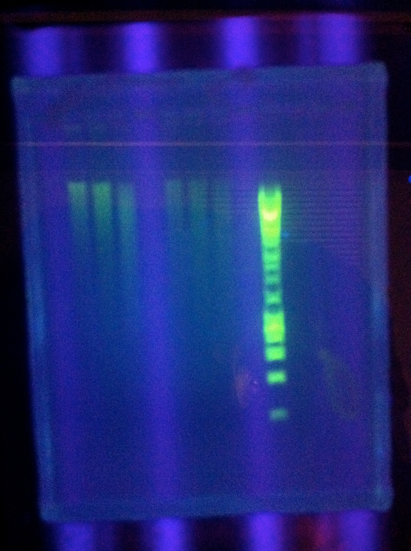 ASU 729 PCR.jpg